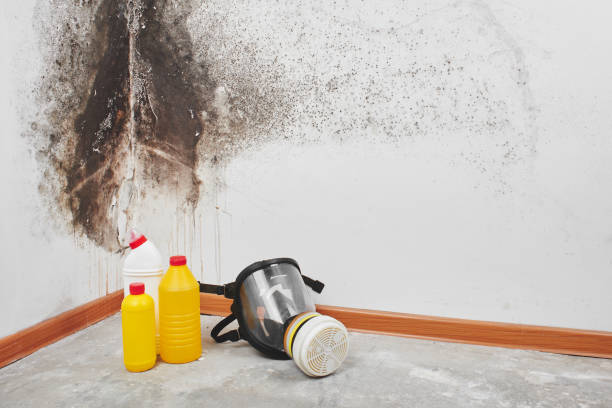 Best Toxic Mold Removal  in Frankfort, IL