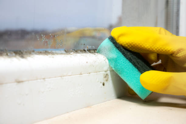 Best Certified Mold Removal  in Frankfort, IL
