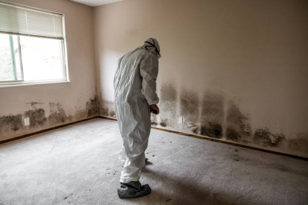 Mold Removal Process in Frankfort, IL