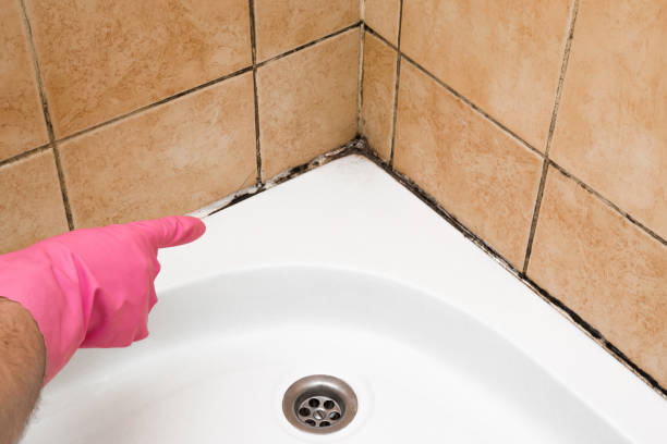 Home Mold Removal in Frankfort, IL